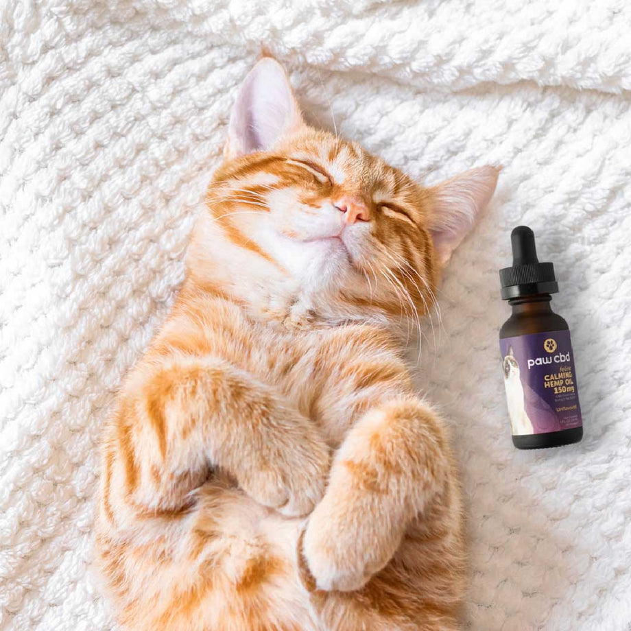 Make Your Cat Feel Better with CBD Oil